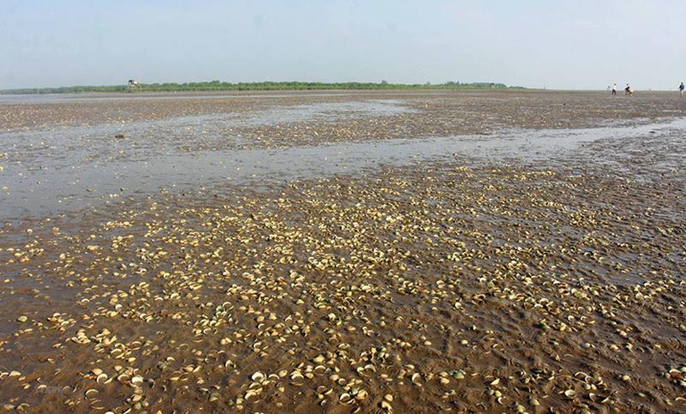 Ngao chết trắng tại xã Thái Đô, huyện Thái Thụy ngày 13/9. (Ảnh: Thế Duyệt/TTXVN)