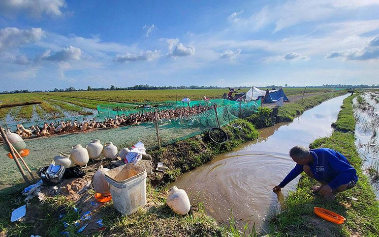 Người làm nghề nuôi vịt chạy đồng lo sợ mỗi khi đưa đàn vịt đến nơi xa lạ.