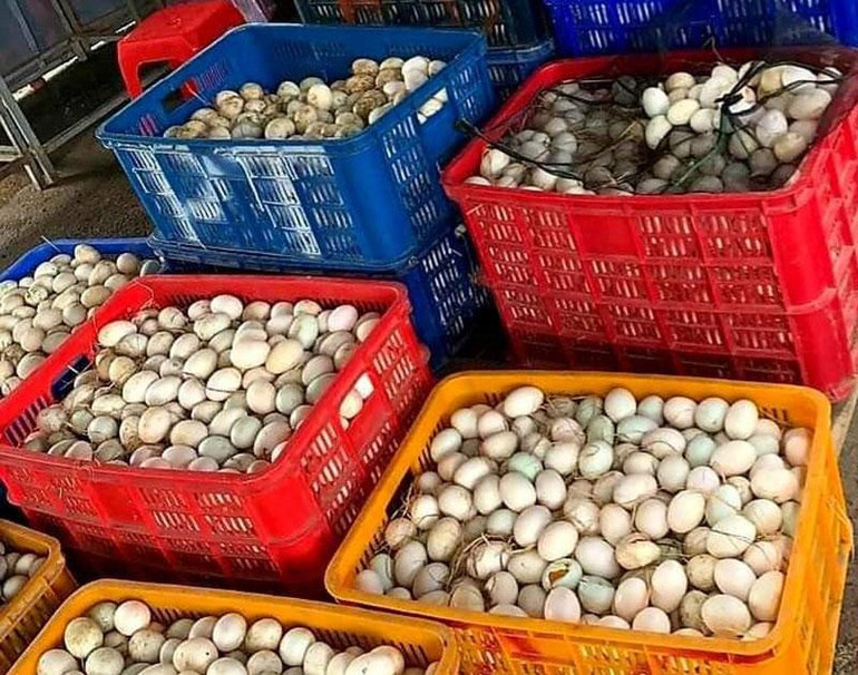 Niềm vui mỗi ngày là thu hoạch trứng từ trong chuồng trại.