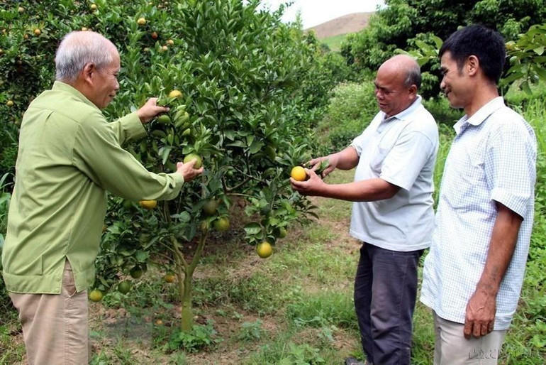 Ông Quàng Văn Hó (sinh năm 1951) là tấm gương điển hình trong phong trào người cao tuổi làm kinh tế giỏi tại tỉnh Sơn La. Với mô hình trồng cây ăn quả trên đất dốc cho năng suất cao, ông được Trung ương Hội Người cao tuổi Việt Nam khen thưởng tại Hội nghị toàn quốc biểu dương người cao tuổi tiêu biểu làm kinh tế giỏi lần thứ 3, tháng 9/2018. (Ảnh: Diệp Anh/TTXVN)