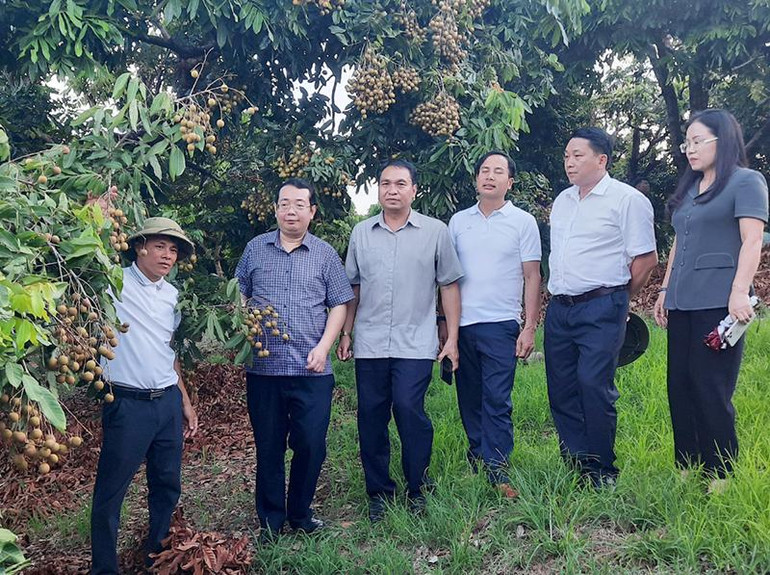 Lãnh đạo huyện Yên Châu và huyện Xiengkhor trao đổi kinh nghiệm trồng cây ăn quả.