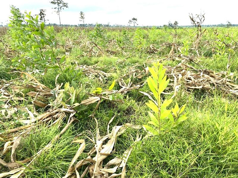 Công ty trách nhiệm hữu hạn trồng rừng 27/7 đã trồng được 61,95ha rừng nhưng lại trồng trên diện tích rừng tự nhiên bị suy giảm, sai so với Phương án quản lý rừng bền vững đã được Ủy ban nhân dân tỉnh Đắk Lắk phê duyệt.