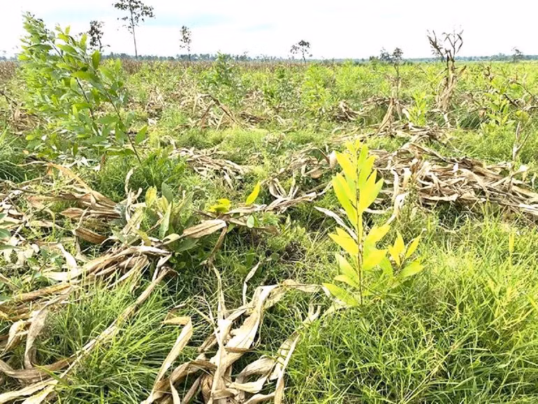 Công ty trách nhiệm hữu hạn trồng rừng 27/7 đã trồng được 61,95ha rừng nhưng lại trồng trên diện tích rừng tự nhiên bị suy giảm, sai so với Phương án quản lý rừng bền vững đã được Ủy ban nhân dân tỉnh Đắk Lắk phê duyệt.