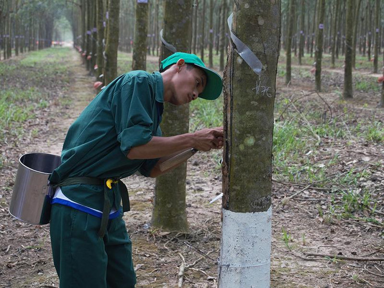 Thí sinh thực hiện phần thi thực hành cạo mủ cao-su.