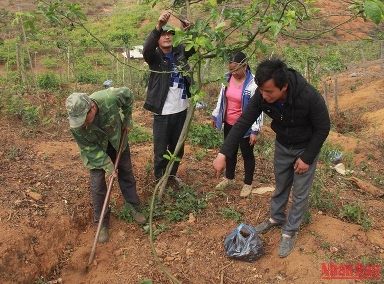 Người dân bản Lao Khô 1 hướng dẫn người dân cụm bản Phiêng Sa, huyện Xiengkhor kỹ thuật trồng chanh leo.