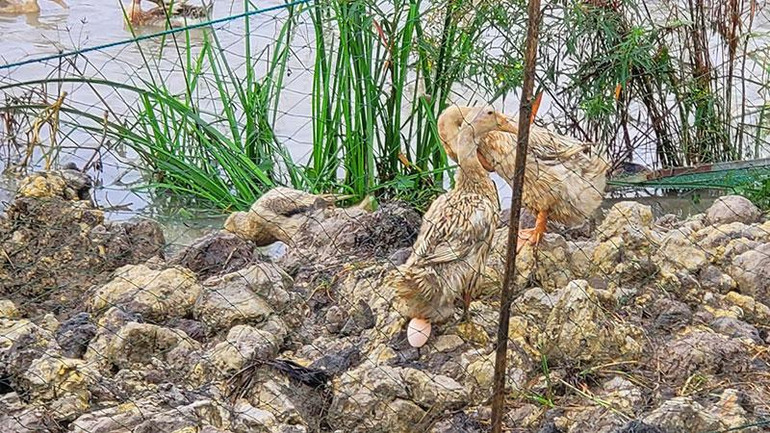 Niềm vui của người nuôi vịt chạy đồng là khi thấy vịt đẻ rớt trên đồng.