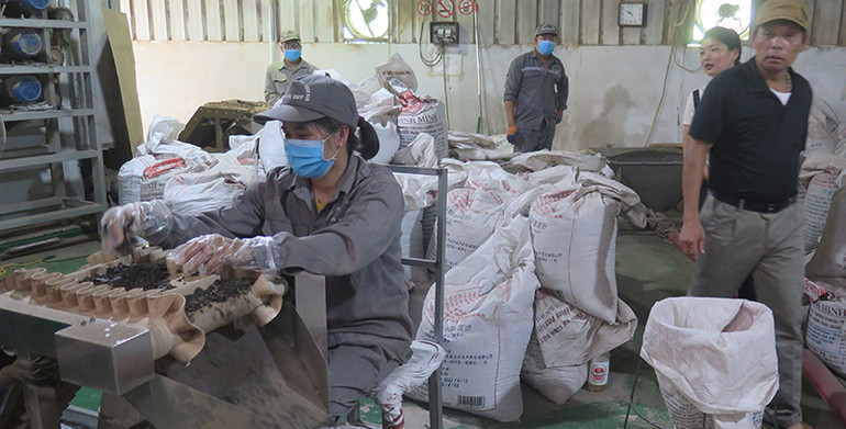 Công nhân Công ty TNHH sản xuất và đầu tư xuất, nhập khẩu Đức Quý, chế biến sản xuất bột thạch đen xuất khẩu.