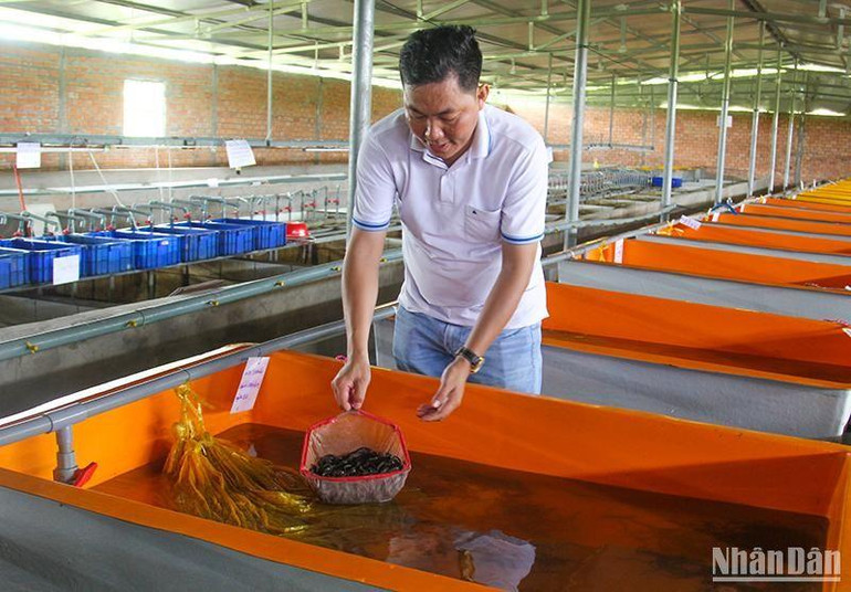 Nông dân Nguyễn Thanh Tân sớm áp dụng công nghệ vào sản xuất lươn giống. (Ảnh: BÁ DŨNG)