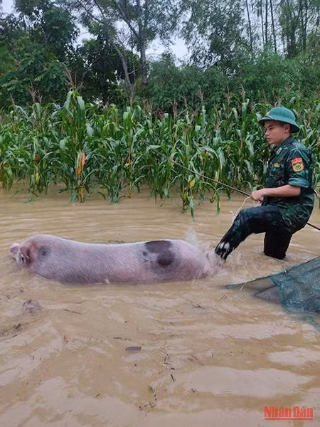 Các chiến sĩ bộ đội Đồn Biên phòng Môn Sơn giúp dân di dời tài sản.