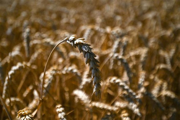 Phiên giao dịch 23/12 trên thị trường Mỹ, giá các mặt hàng nông sản kỳ hạn tăng cao, dẫn đầu là lúa mỳ trong bối cảnh chỉ số đồng USD rơi xuống mức thấp mới. (Ảnh: AFP/TTXVN)