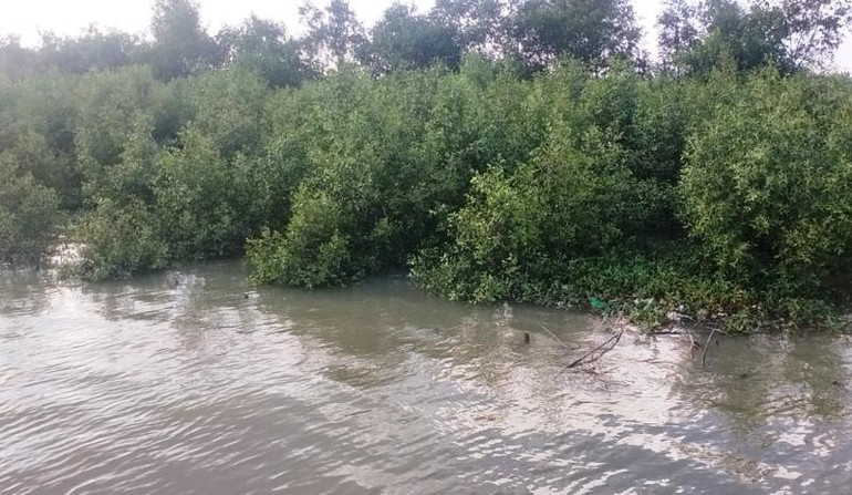 Rừng ngập mặn ven biển tỉnh Thanh Hóa.