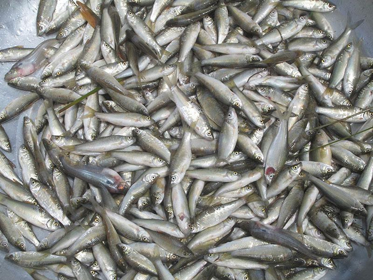 Cá linh là nguồn lợi của ngư dân.