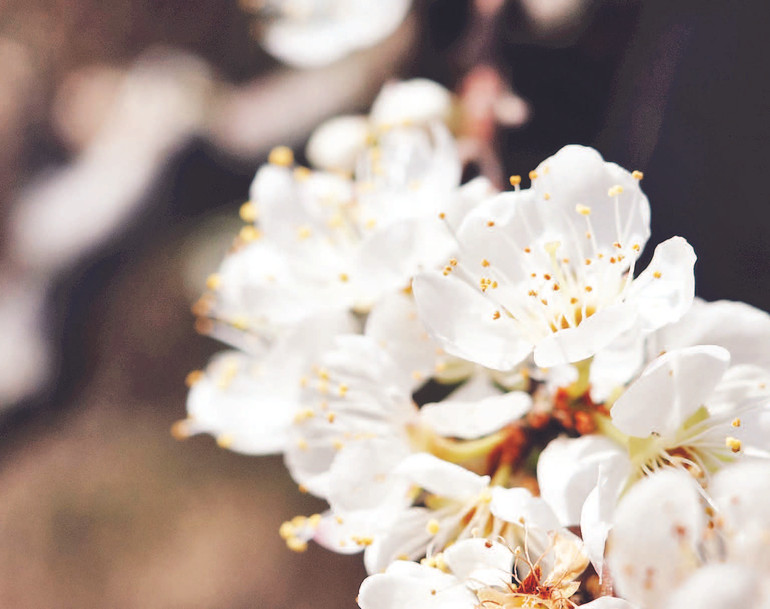 2. Sắc tinh khôi của hoa mận.