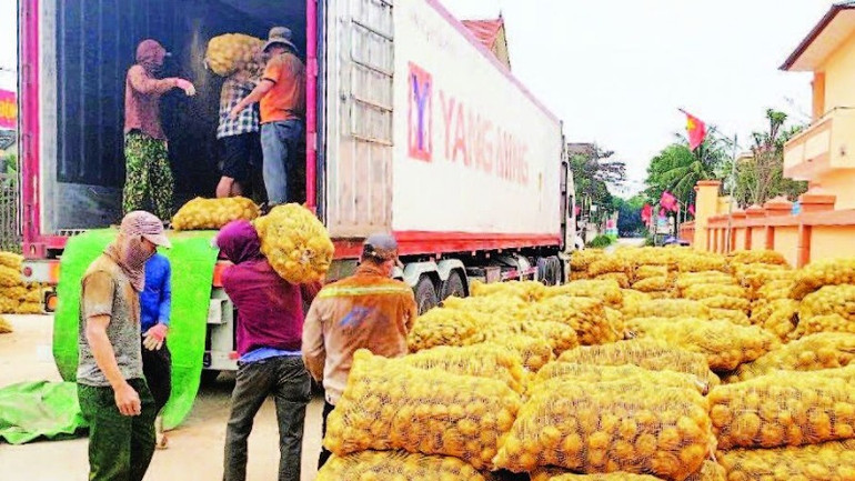 Khoai tây được doanh nghiệp tập kết, vận chuyển về các nhà máy chế biến. Khoai tây được doanh nghiệp tập kết, vận chuyển về các nhà máy chế biến.