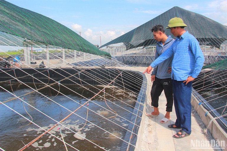 Trang trại nuôi ngao vạng và tôm thẻ chân trắng của anh Nguyễn Đại Dương (xã Giao An, huyện Giao Thủy), một trong 100 nông dân xuất sắc nhất cả nước năm 2023.