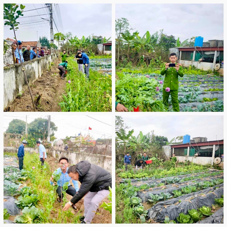 Lực lượng Công an kiểm tra vườn rau có gần 300 cây anh túc. (Ảnh do Công an huyện Giao Thủy - Nam Định cung cấp)