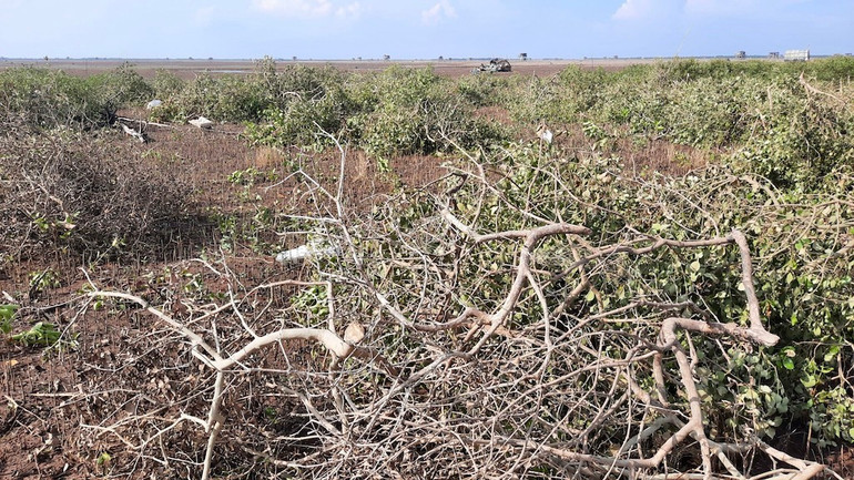 Cây bị chặt phá trong phân khu phục hồi sinh thái của Vườn quốc gia Xuân Thủy, huyện Giao Thủy (Nam Định).