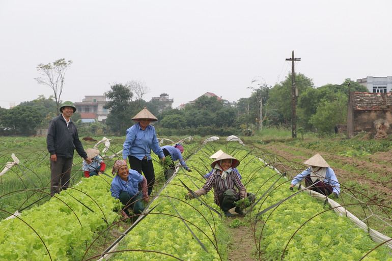 Sản xuất rau, củ sạch tại Hợp tác xã Nam Cường, xã Yên Cường, huyện Ý Yên (Nam Định).