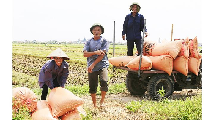 Lượng gạo xuất khẩu của Việt Nam tăng mạnh là do sản lượng lúa trong nước tăng.