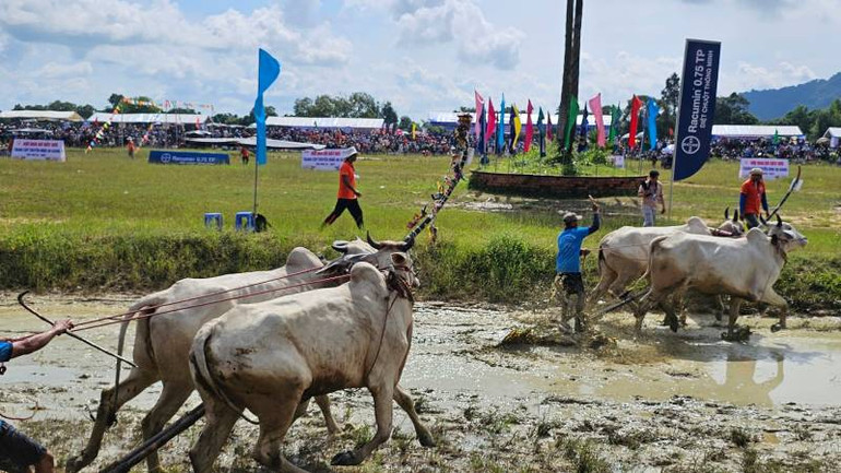 Đôi bò bên trái phạm luật khi tạt khỏi sân đua