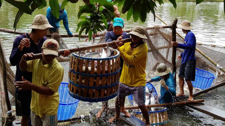 Năm 2023, ngành hàng cá tra gặp nhiều khó khăn. Năm 2023, ngành hàng cá tra gặp nhiều khó khăn.