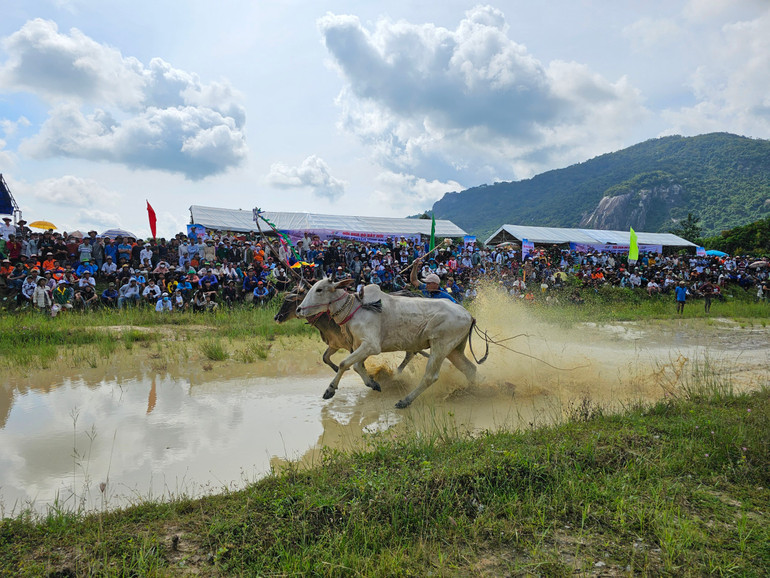 Rất đông du khách đến xem hội đua bò