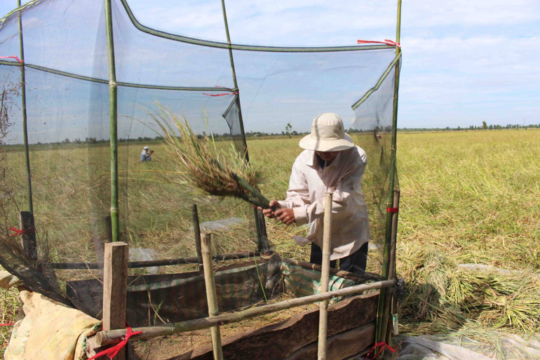 Nông dân xã Vĩnh Phước thu hoạch lúa mùa trong vụ trồng các năm trước