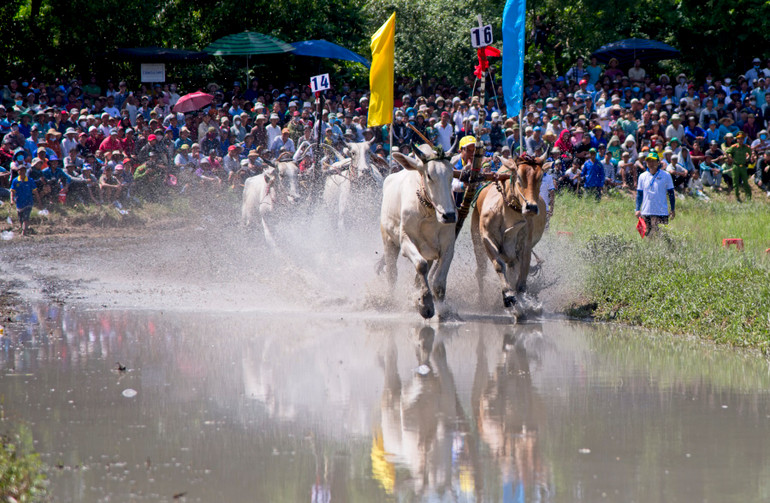 Khán giả hồi hộp theo dõi các đôi bò đua bứt tốc