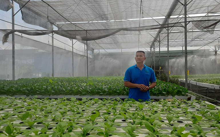 Hệ thống phun sương tự động trồng rau thủy canh ứng dụng công nghệ IoT của Hợp tác xã Nông nghiệp Tuấn Ngọc.