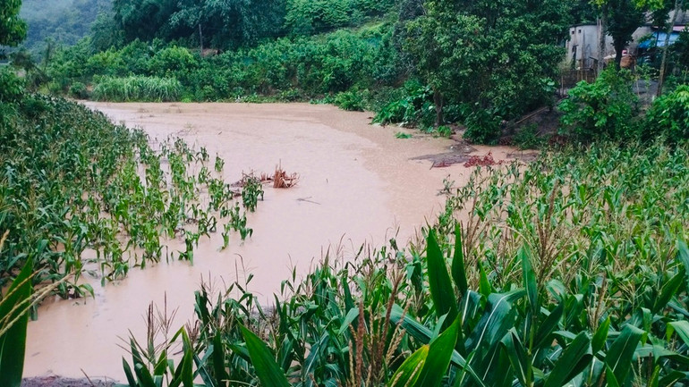 Mưa lớn gây ngập úng nhiều diện tích ngô tại huyện Lục Yên. (Ảnh: THANH SƠN)