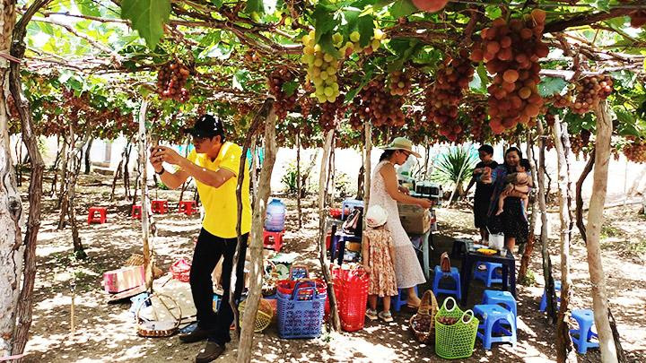 Những vườn nho trên tuyến đường ven biển hấp dẫn du khách. Những vườn nho trên tuyến đường ven biển hấp dẫn du khách.