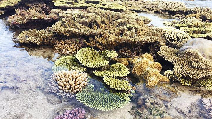 San hô ở Khu bảo tồn biển thuộc Vườn quốc gia Núi Chúa. San hô ở Khu bảo tồn biển thuộc Vườn quốc gia Núi Chúa.