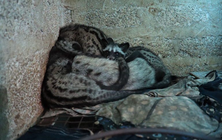 Bình quân, 1 con chồn cái sinh sản từ 3-6 con, 1 năm khoảng 2 lứa.