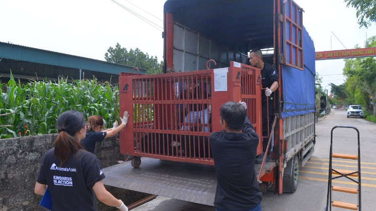 Cá thể gấu ngựa được vận chuyển về Trung tâm Cứu hộ gấu Việt Nam tại thành phố Huế.