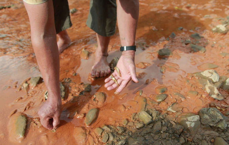 Rất nhiều cá bị chết, dạt vào bờ suối.