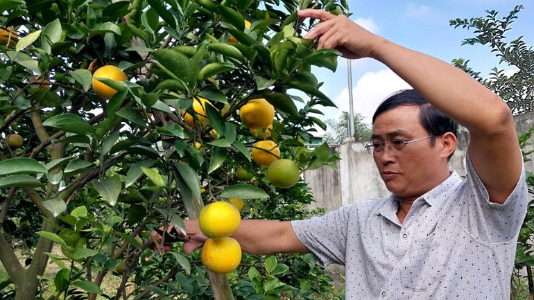 Ông Hạnh chăm sóc để cam hạn chế rụng, chờ Tết để bán.