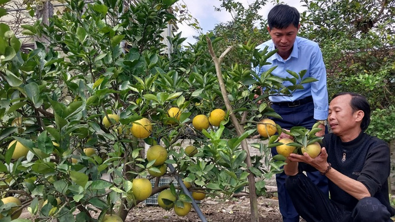 Một trong số ít cây cam của gia đình ông Phúc còn giữ được nhiều quả.