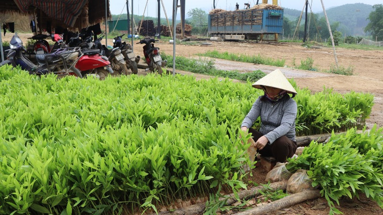Giá keo giống dao động 1,4 nghìn đồng-1,8 nghìn đồng/cây, tùy vào từng loại. Trong ảnh: Một cơ sở cung cấp keo giống ở xã Thạch Ngàn, huyện Con Cuông.