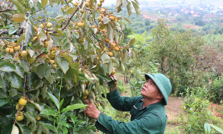 Diện tích hồng cậy của gia đình ông Nguyễn Duy Nhi dự kiến sẽ cho thu hoạch trong vài tuần tới. Diện tích hồng cậy của gia đình ông Nguyễn Duy Nhi dự kiến sẽ cho thu hoạch trong vài tuần tới.