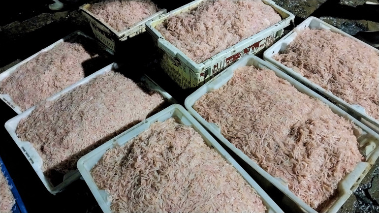 “Năm nay, ruốc mất mùa. Các năm trước, ruốc đã nhiều từ tháng 10, còn năm nay giờ mới được”, anh Trung chia sẻ.