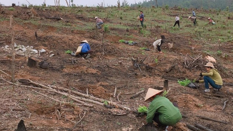 Nghệ An lên kế hoạch trồng 20.000ha rừng nguyên liệu trong năm nay.