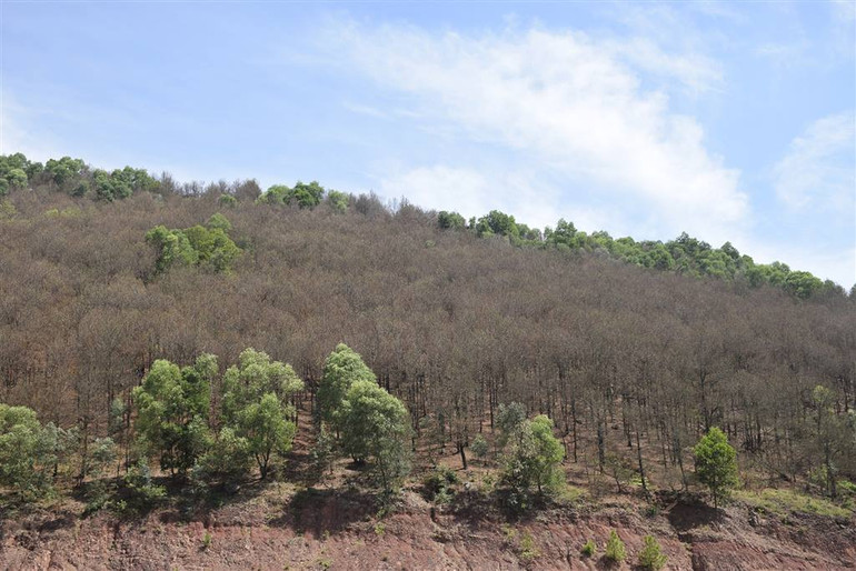 Rừng thông tại xã Nghi Tiến, huyện Nghi Lộc bị sâu róm gây hại nặng nề, xơ trụi lá.