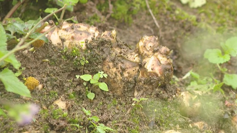 Nhiều diện tích gừng đã xuống hết lá, nhưng vẫn “nằm chờ” giá lên.