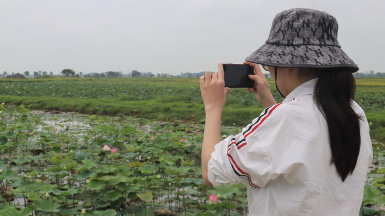 Hoa sen không chỉ làm đẹp cảnh quan, góp phần nâng cao thu nhập cho người dân địa phương, mà còn níu chân bao du khách khi về thăm quê Bác.