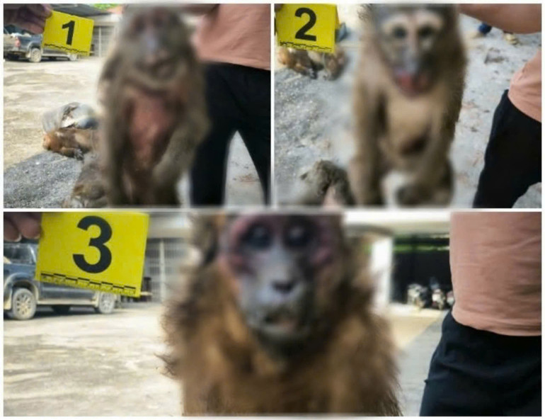 Lực lượng chức năng còn phát hiện trên xe 2 ô-tô còn có 3 cá thể khỉ đông lạnh.