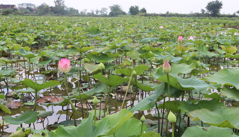 Trong nắng sớm, những búp sen bung nở lung linh sắc hồng, nổi bật giữa màu xanh của lá.