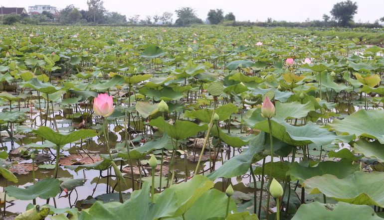 Trong nắng sớm, những búp sen bung nở lung linh sắc hồng, nổi bật giữa màu xanh của lá.