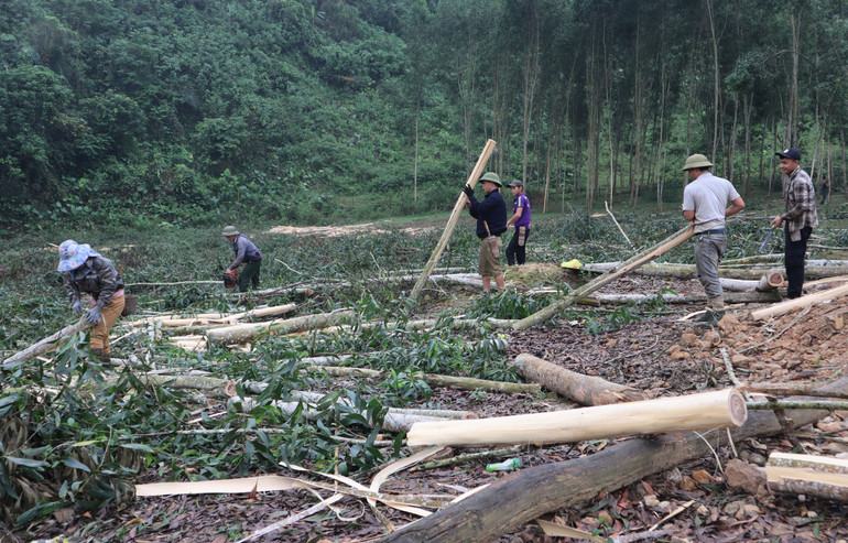 Giá keo nguyên liệu tăng, nhiều diện tích keo bị khai thác non để bán.