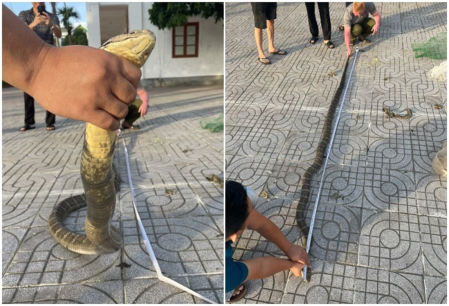 Lực lượng chức năng kiểm tra kích thước, sức khỏe 2 cá thể rắn hổ chúa được thu giữ. Lực lượng chức năng kiểm tra kích thước, sức khỏe 2 cá thể rắn hổ chúa được thu giữ.