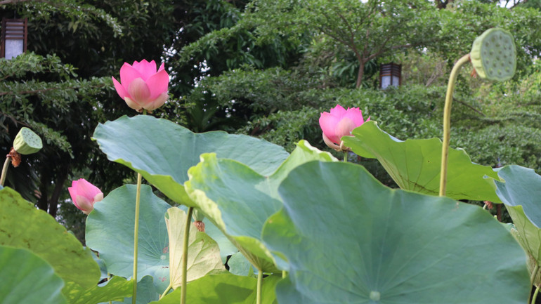 Sen được trồng ở Khu di tích lưu niệm Chủ tịch Hồ Chí Minh tại Kim Liên cũng đua nhau nở hoa.